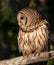 Barred Owl in the Tree