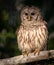 Barred Owl in the Tree