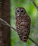 Barred Owl in the Tree
