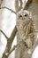 Barred owl in a tree