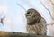 Barred owl in a tree