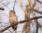 Barred owl in a tree