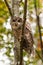 Barred owl in a tree in the forest