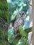 Barred Owl Between Trees