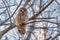 Barred Owl in the Trees During Winter in Oregon