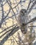 Barred Owl in the Trees During Winter in Oregon