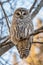 Barred Owl in the Trees During Winter in Oregon
