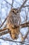 Barred Owl in the Trees During Winter in Oregon