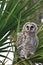 Barred owl waiting for its parents to feed it.