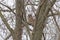 Barred Owl Watching From a Tree