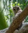 Barred Owlet in the Tree