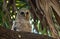 Barred Owlet in the Tree