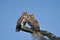 Barred owls perching on a dried tree branch against a blue sky background