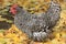 Barred Plymouth Rock Hen