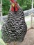 A Barred Rock chicken with a question.