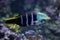 Barred thicklip wrasse Hemigymnus fasciatus.