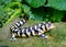 Barred Tiger Salamander, Ambystoma mavortium