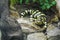 Barred Tiger Salamander on the Prowl