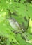 barred warbler (Curruca nisoria) is a typical warbler in the natural habitat.