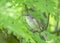 Barred warbler (Curruca nisoria) is a typical warbler of the Sylviidae family.