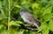 Barred Warbler, Sylvia nisoria. Bird peeking out from a dense bush and sings in the early morning