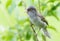 Barred Warbler, Sylvia nisoria. Bird sings sitting on a branch