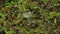 Barred warbler Sylvia nisoria Curruca nisoria