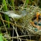 Barred Warbler, Sylvia nisoria, male