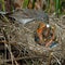 Barred Warbler, Sylvia nisoria, male