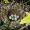Barred Warbler, Sylvia nisoria. Nest