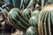 Barrel Cactus