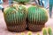 Barrel Cactus