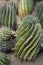 Barrel Cactus