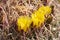 Barrel Cactus Blooming Close up