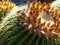 Barrel Cactus blooming in the early morning light at the Santa Barbara California zoo