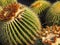 Barrel Cactus blooming in the early morning light at the Santa Barbara California zoo