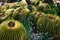 Barrel Cactus with Blue Flowers