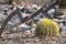 Barrel cactus and cholla skeleton accent Lesser Goldfinch in desert landscape