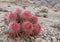 Barrel cactus in Death Valley National Park