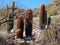 Barrel cactus in desert outside of Phoenix, Arizona, United States of America