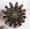 Barrel Cactus Flower Buds Boquet in Riverside southern California