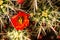 Barrel Cactus Flowers