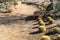 Barrel Cactus line a path, Palm Desert
