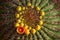 Barrel cactus with orange flower in ring of yellow buds.