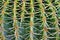 Barrel cactus ornamental plant, seamless texture for wallpaper