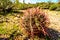 Barrel Cactus and other Cacti in the semi desert landscape on Usery Mountain