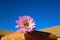 Barrel Cactus Pink Blooming Flower in Palmdale California