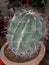 Barrel cactus plant& x28;Acanthocalycium violaceum& x29;