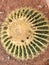 Barrel Cactus, Red Rock Conservation Area, Nevada