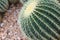 Barrel Cactus in rocky landscaping